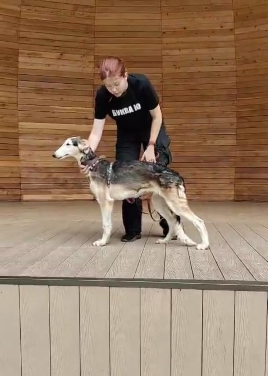 Передние лапы стоят ровно