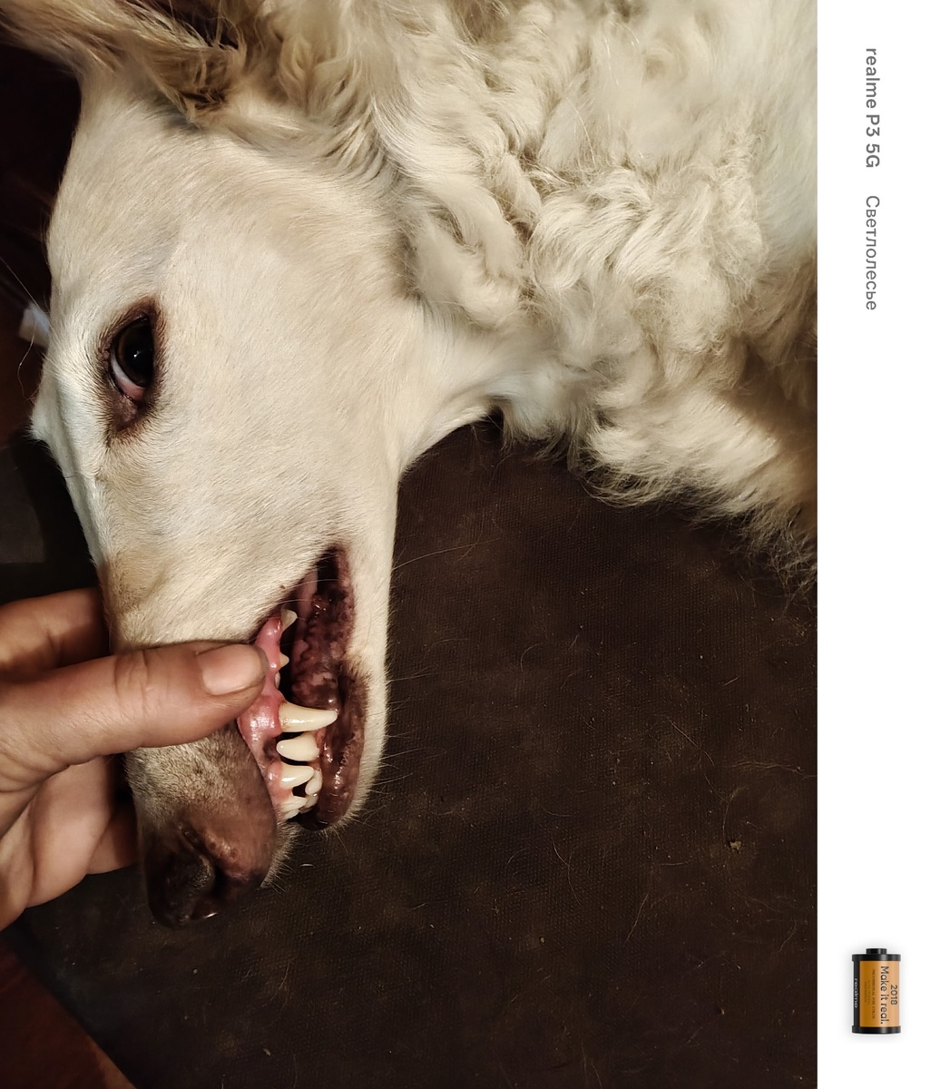 Зубы демонстрирует разбуженная Леди)