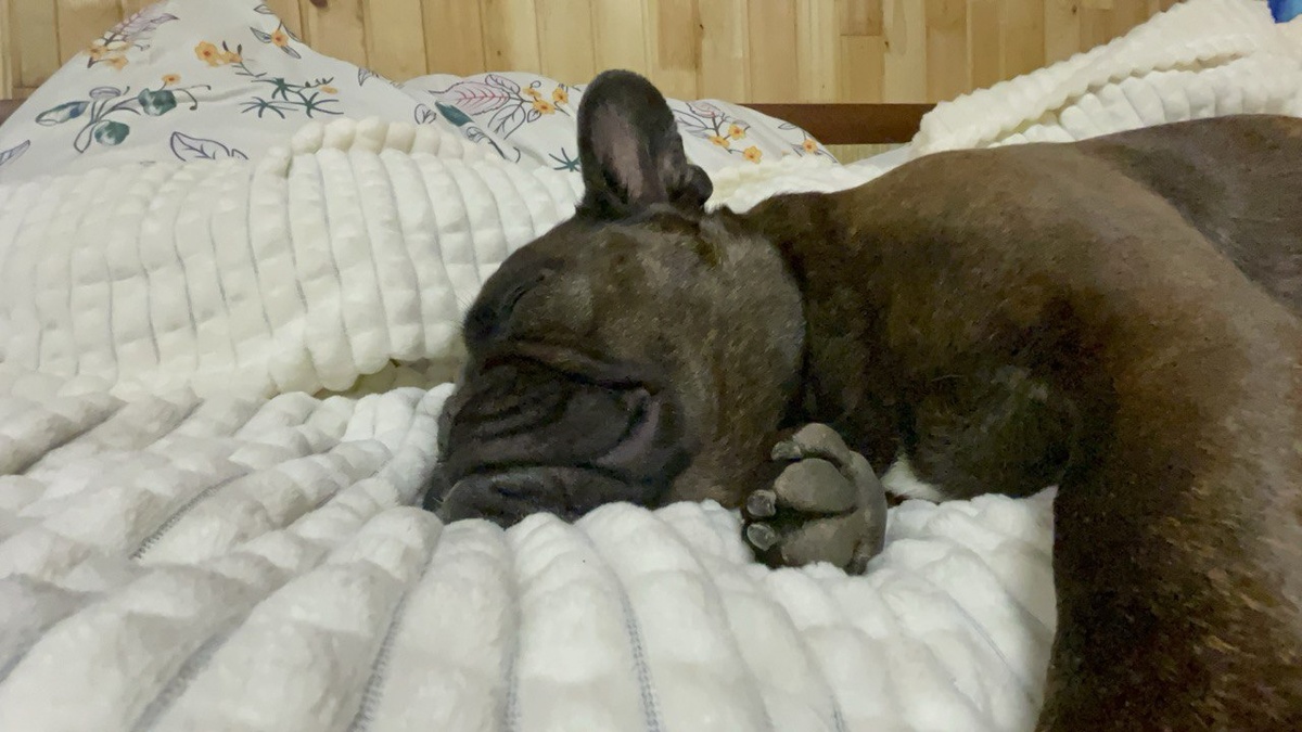 Я сейчас такая же, как моя собака - без сил...