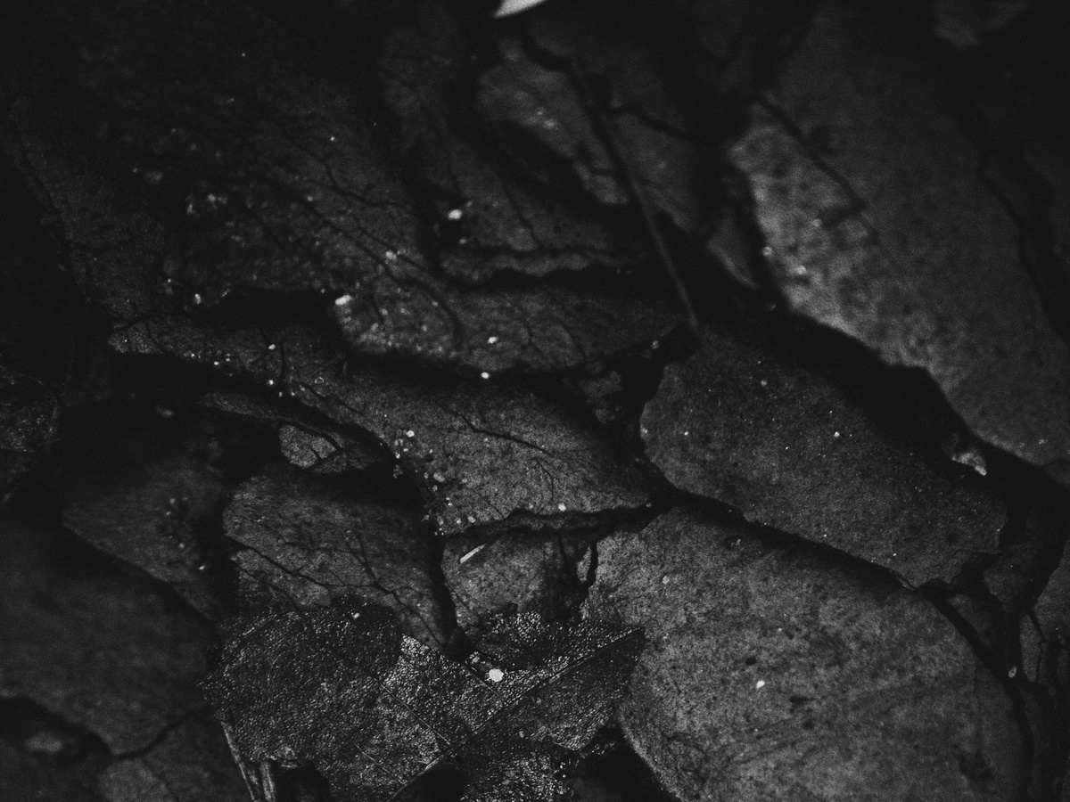 Изображение используется в соответствии с лицензией стогового сайта unsplash.com