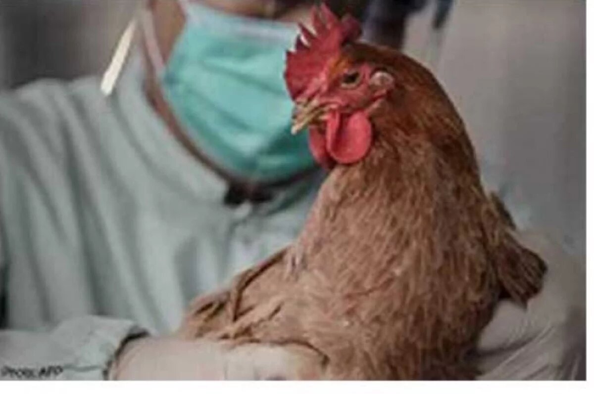    Почти 5000 птиц в Тверской области проверили на наличие птичьего гриппа