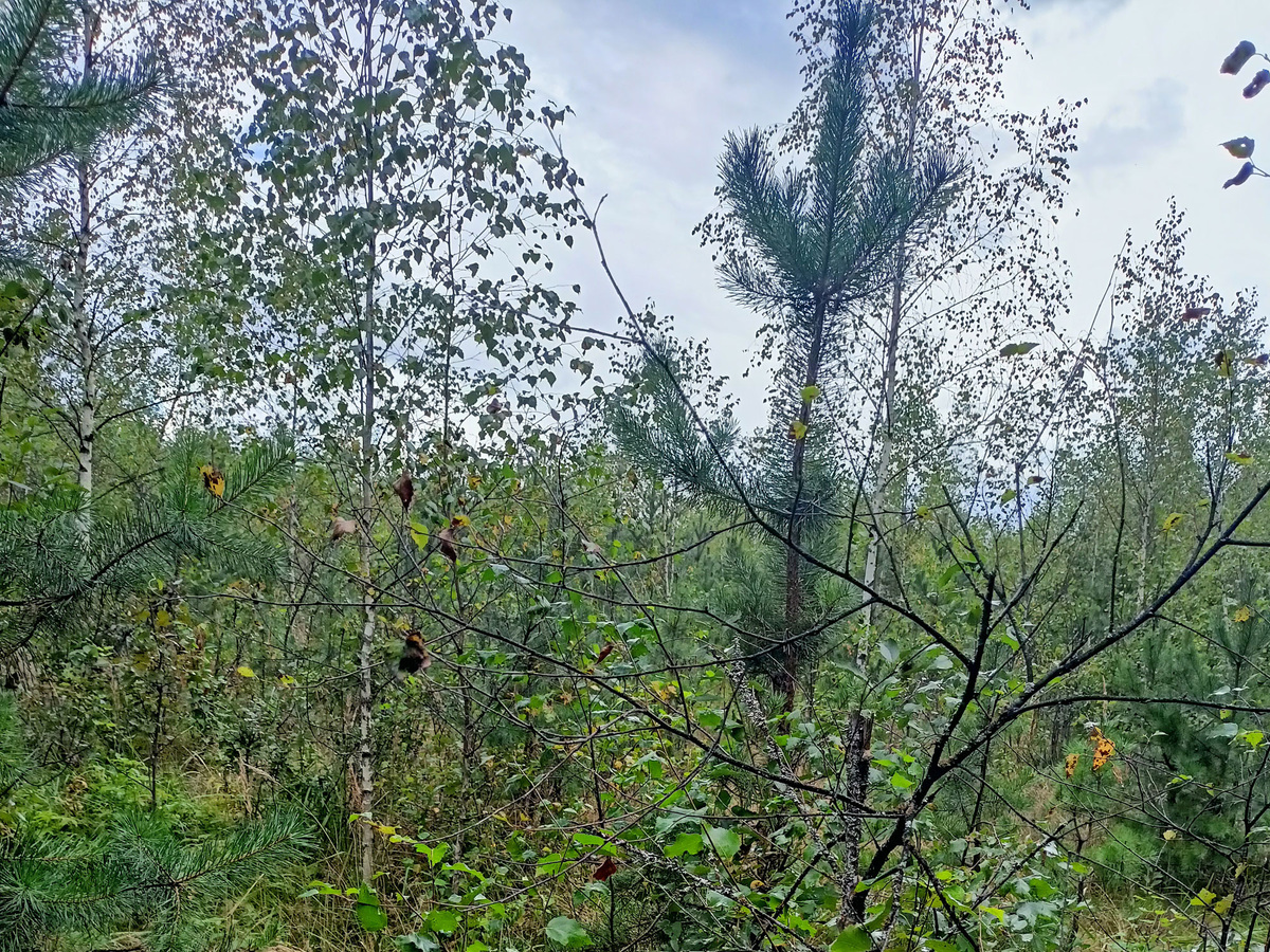 Видите корзину? И я нет. А она есть