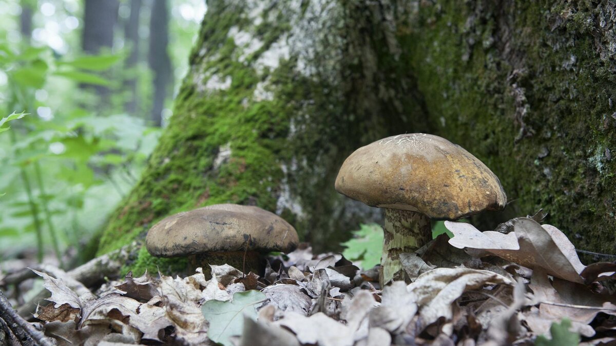 Фото: Nikolay Gyngazov/globallookpress.com