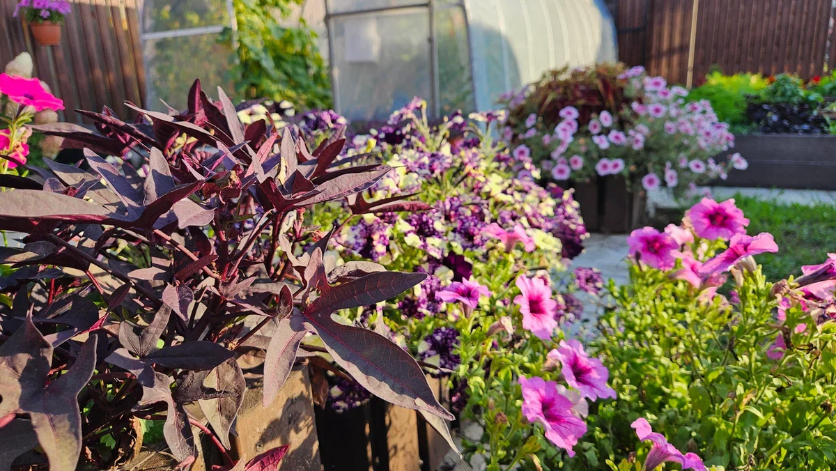 Мы очень любим цветы