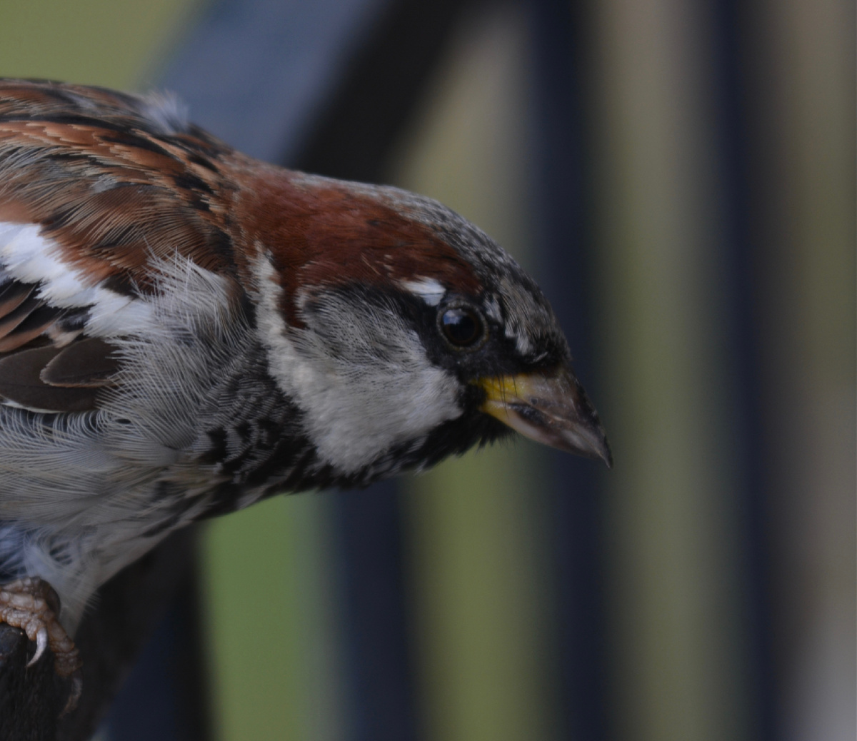 Самец домового воробья