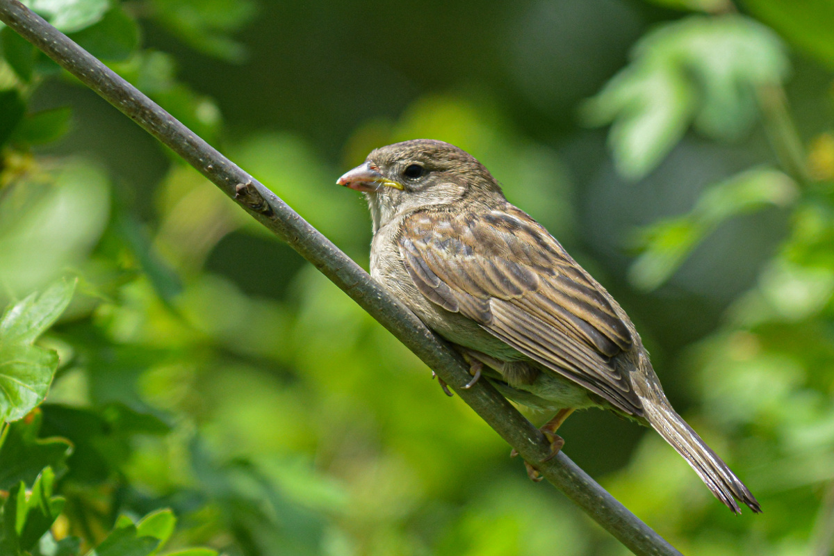 Желторотик - слёток домового воробья
