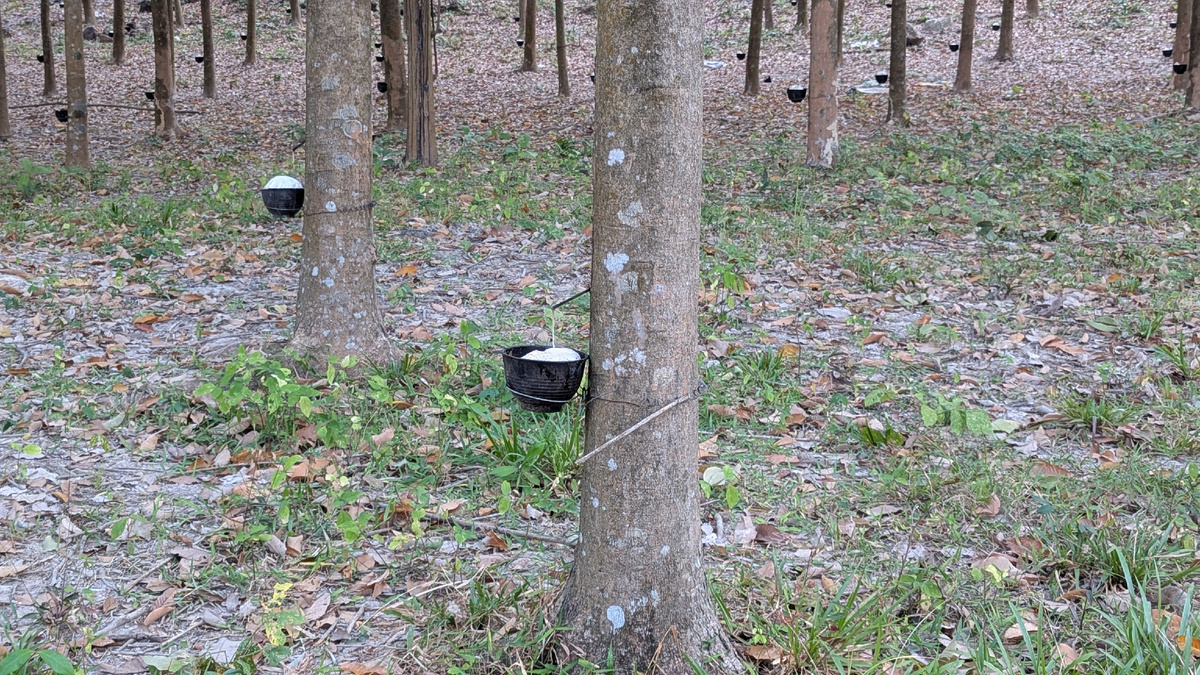 Дерево Гевея, так добывают латекс