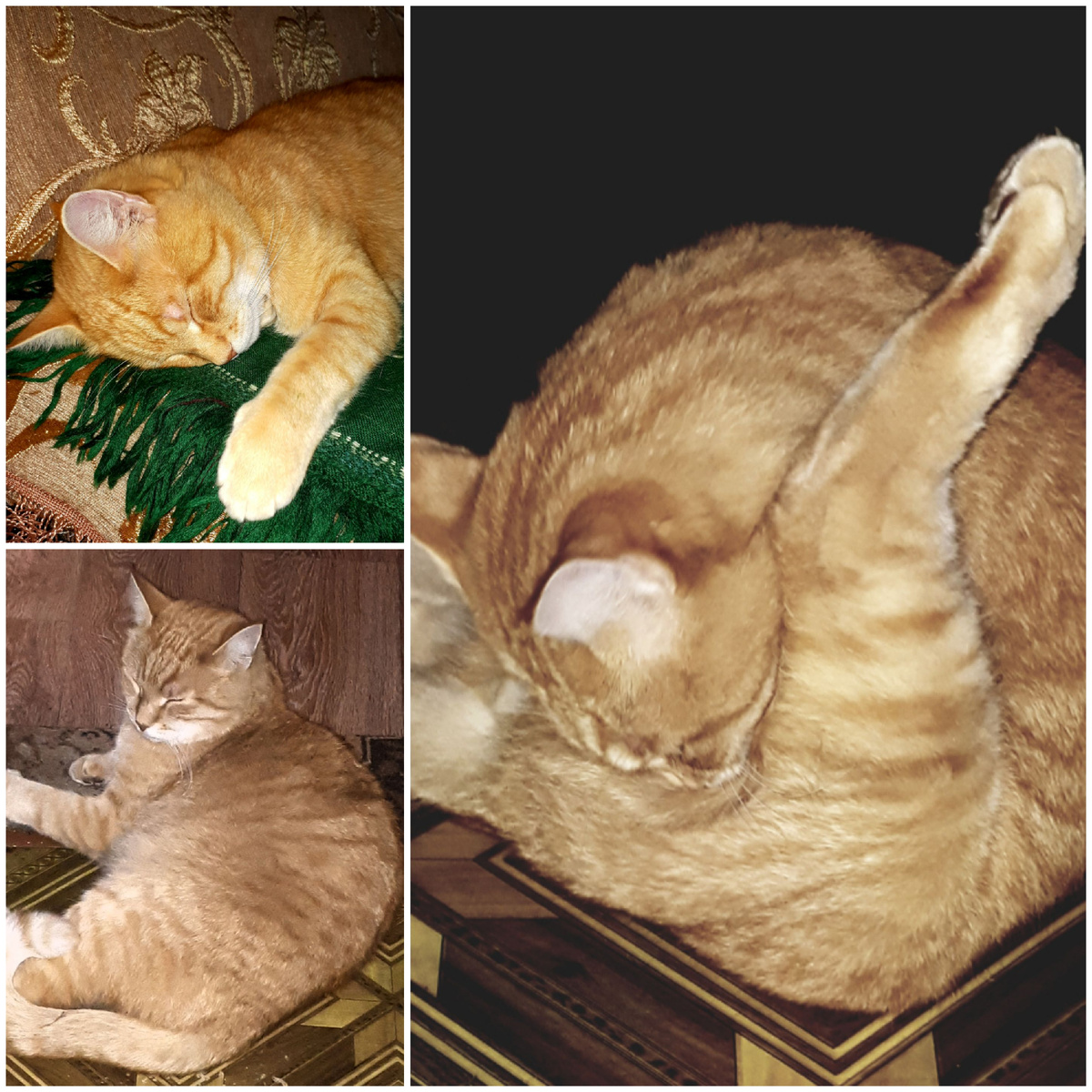 Коллаж автора 29.08.2025г.