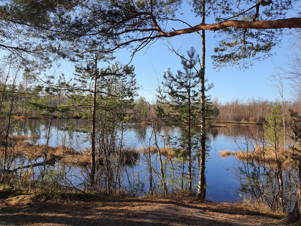 Заказник "Сестрорецкое болото". Осень в Петербурге, экотропы Петербурга и Ленинградской области
