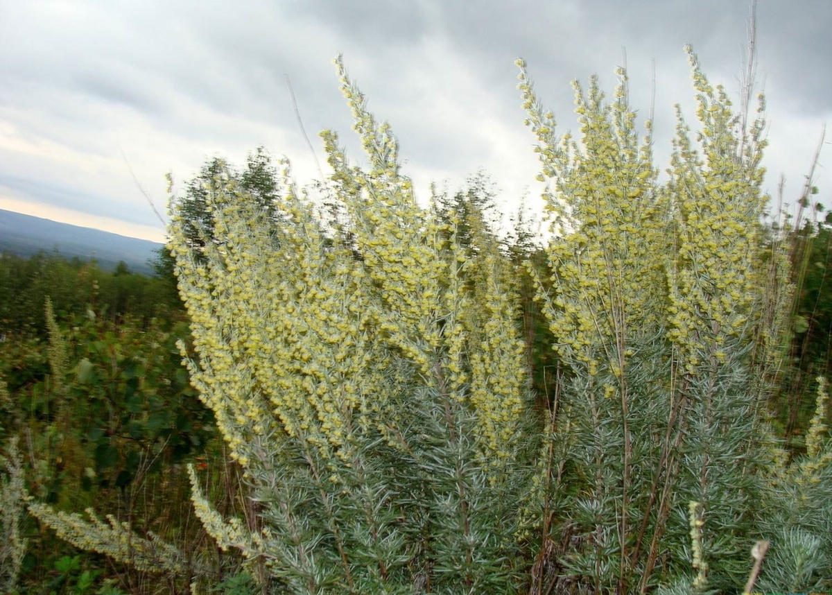 Изображение взято на Яндекс Картинках