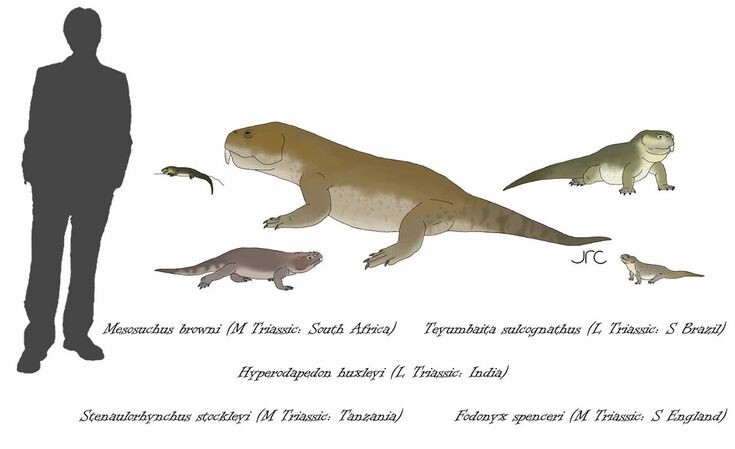 Ринхозавры по сравнению с человеком.