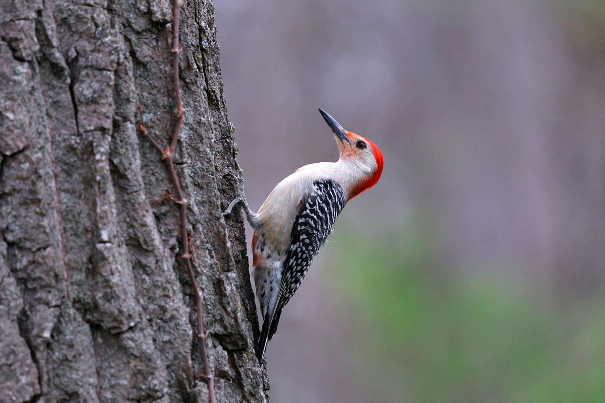    Фото: Veronika_Andrews / Pixabay.com