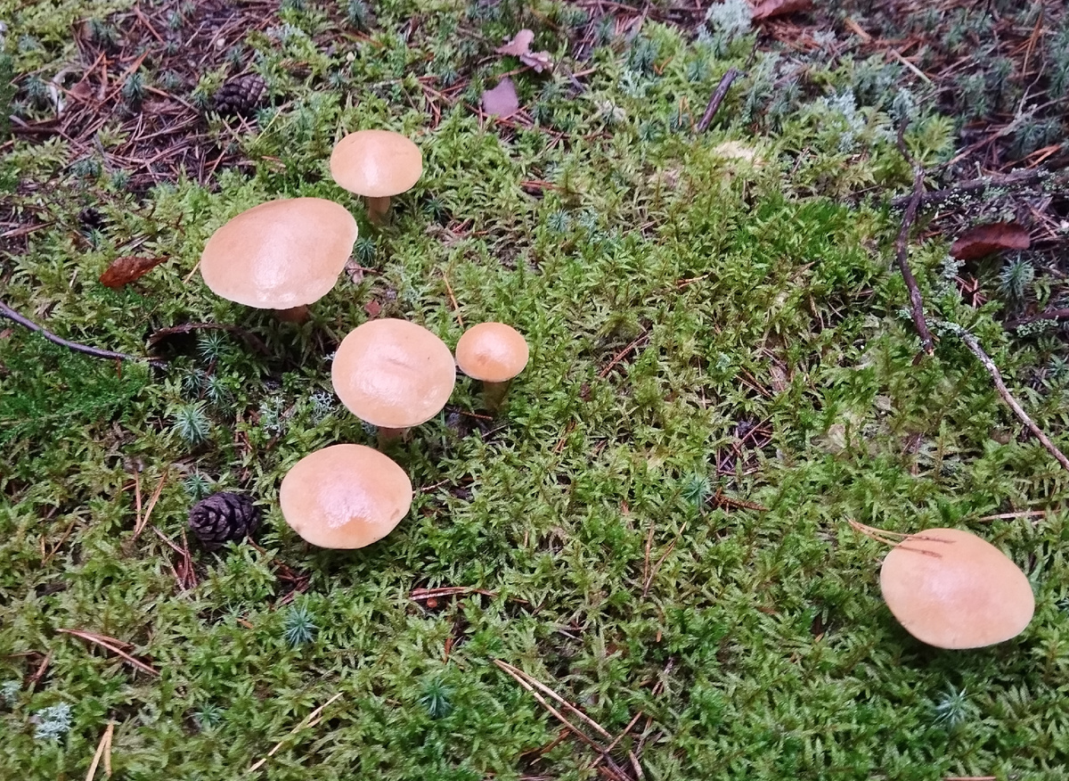 Грибы. В лесу. ЗДЕСЬ и далее фото автора и(или) из личного архива автора, если не указано иначе.