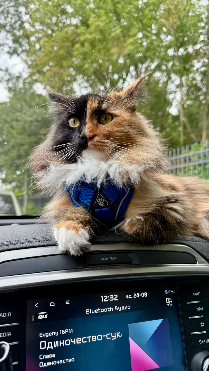 Луна в машине