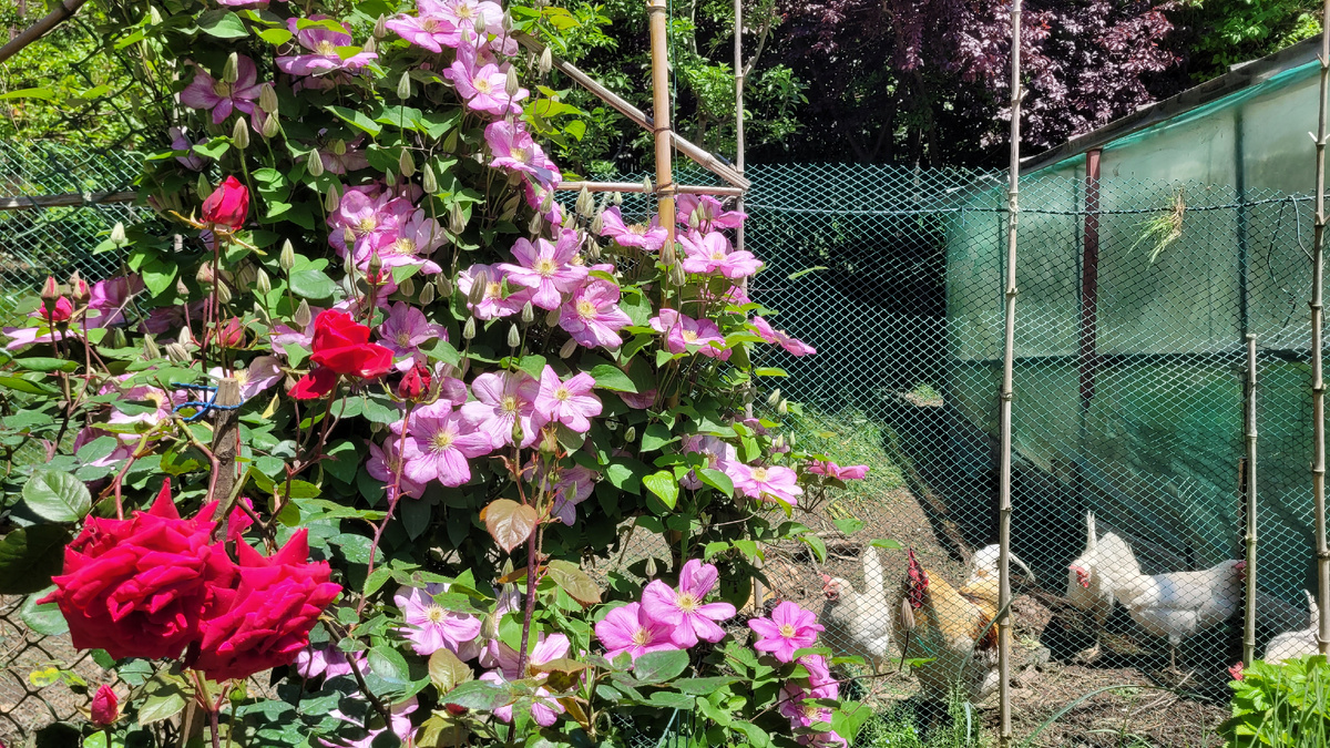 Клематисы и розы на фоне петуха Пети с курицами