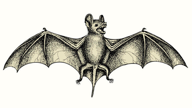    «Ведьма или ангел, Птица или зверь?» Образ летучей мыши в мифологии и культуре greenga Shutterstock.com