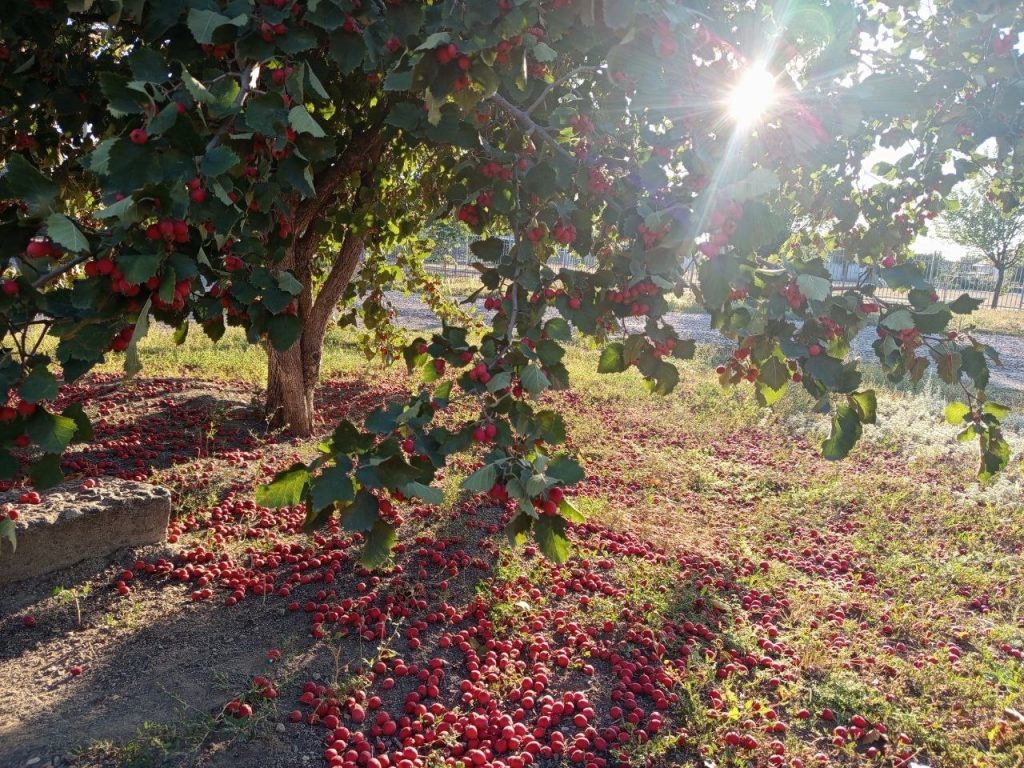   Фото: А. Токарева. Галина Ященко