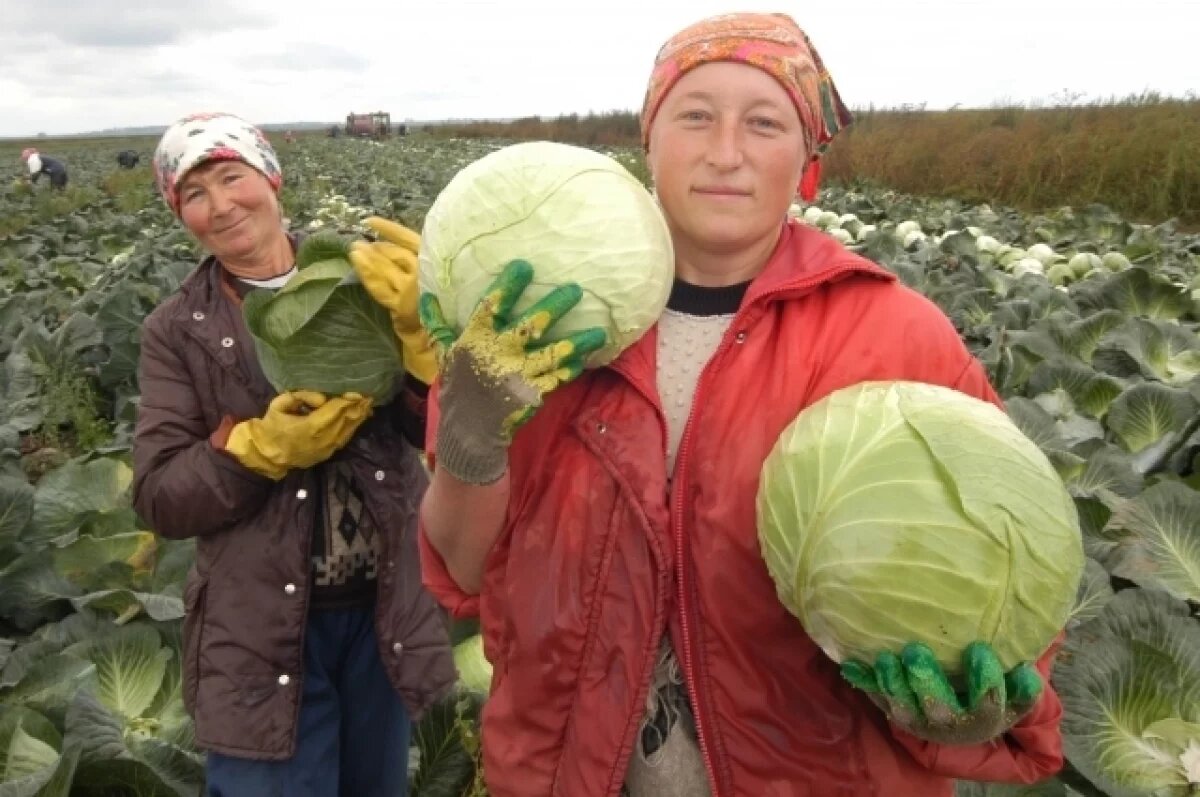    Листок к листочку.