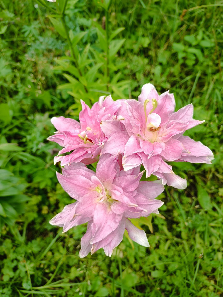 Мои лилии, первый раз зацвели.