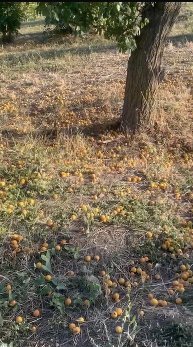 Никто уже не собирает. Фото мое