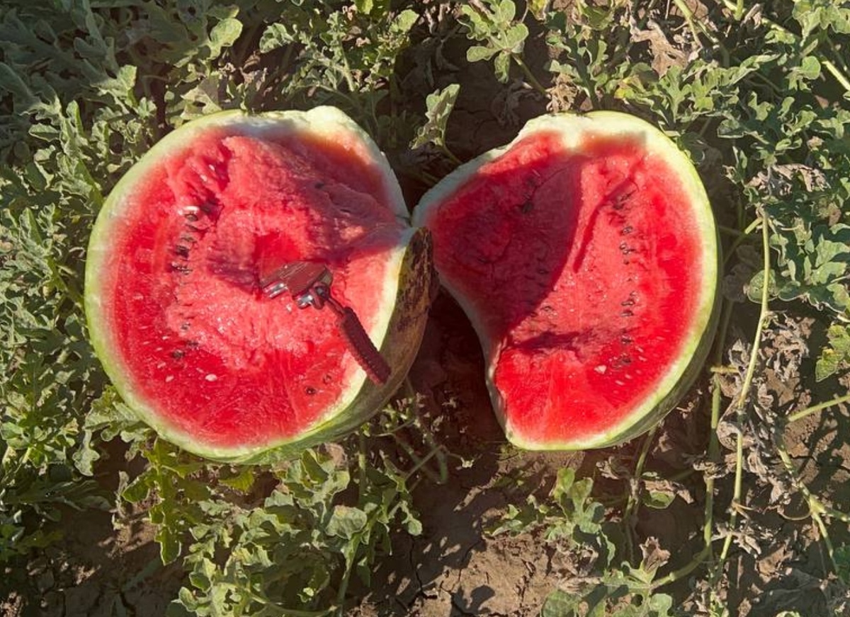 Арбуз сорт Каристан с поля Ростов-на-Дону. Донецк. Москва. Черкесск. Анапа