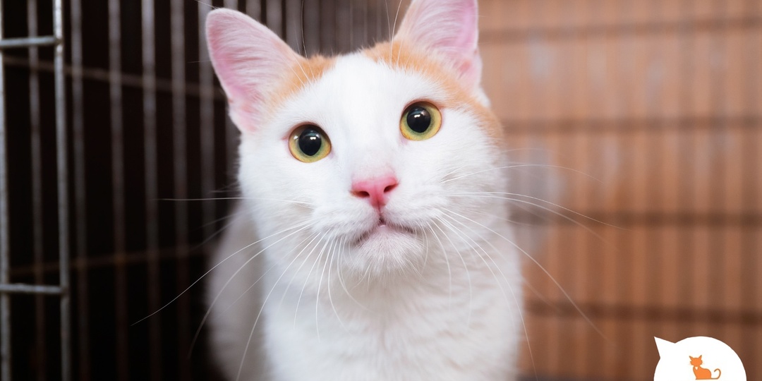 Осень вместе с котом или кошечкой- это лучшее время