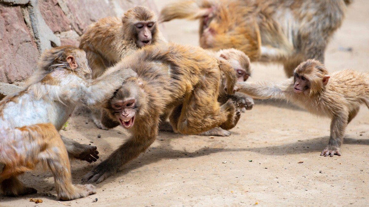    Фото: Di Qin/Shutterstock/Fotodom