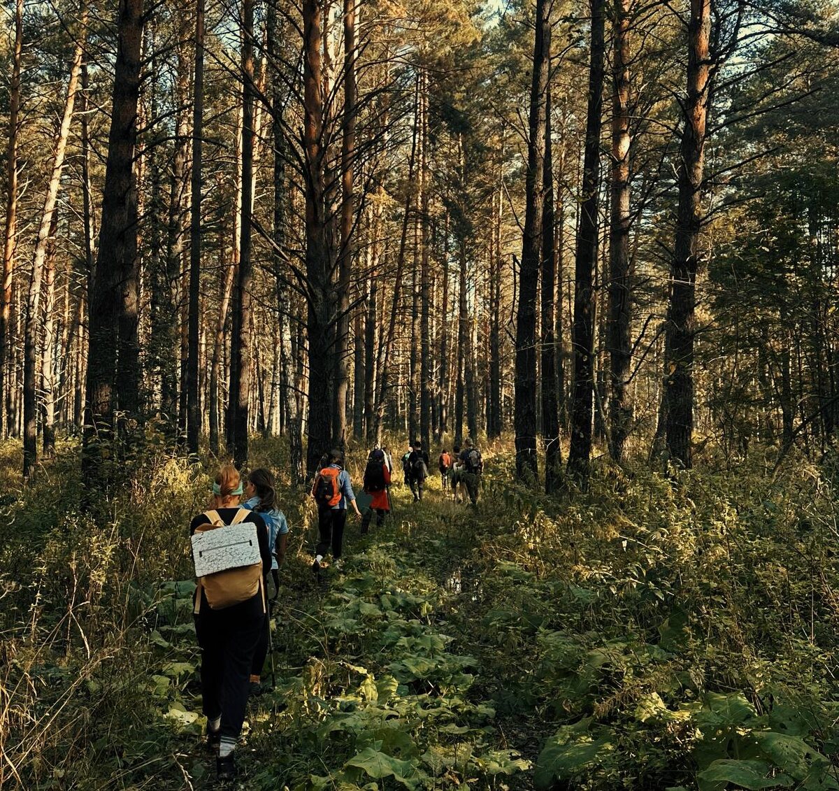 Заходим в бор