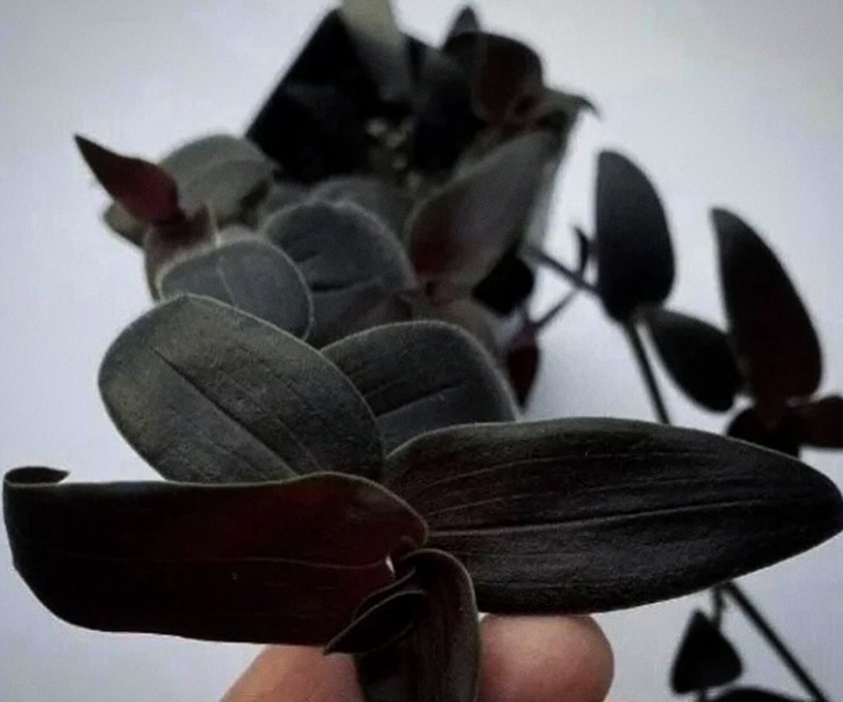 Традесканция Гибазис