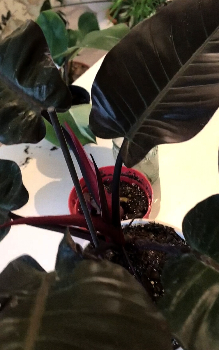 Филодендрон Империал, сорт "Блэк Кардинал"