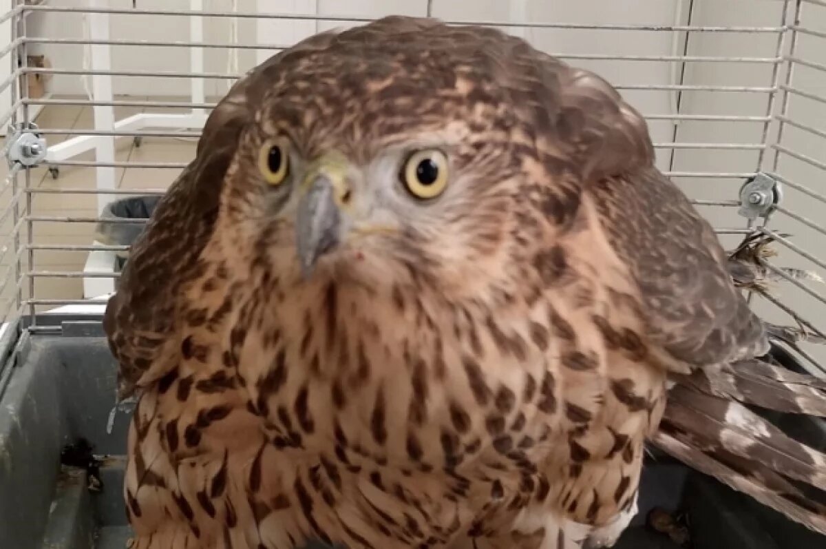    Ястреба с поврежденным крылом спасли в Чернышевске