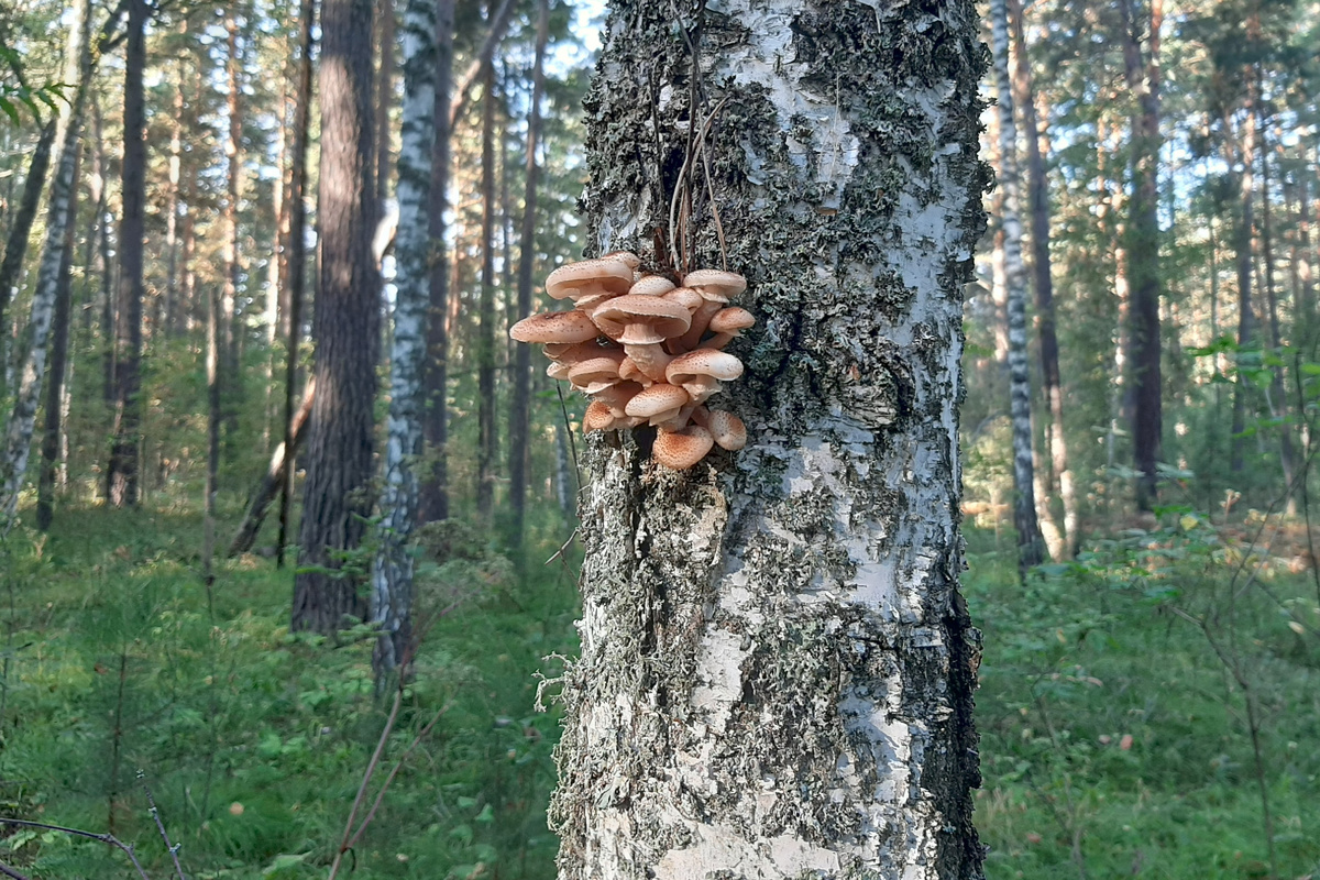 реальность