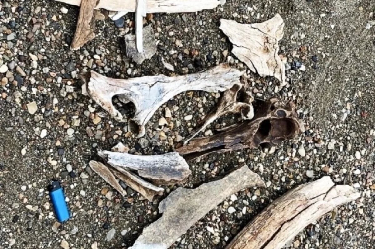    Учёные обнаружили около 200 древних предметов.