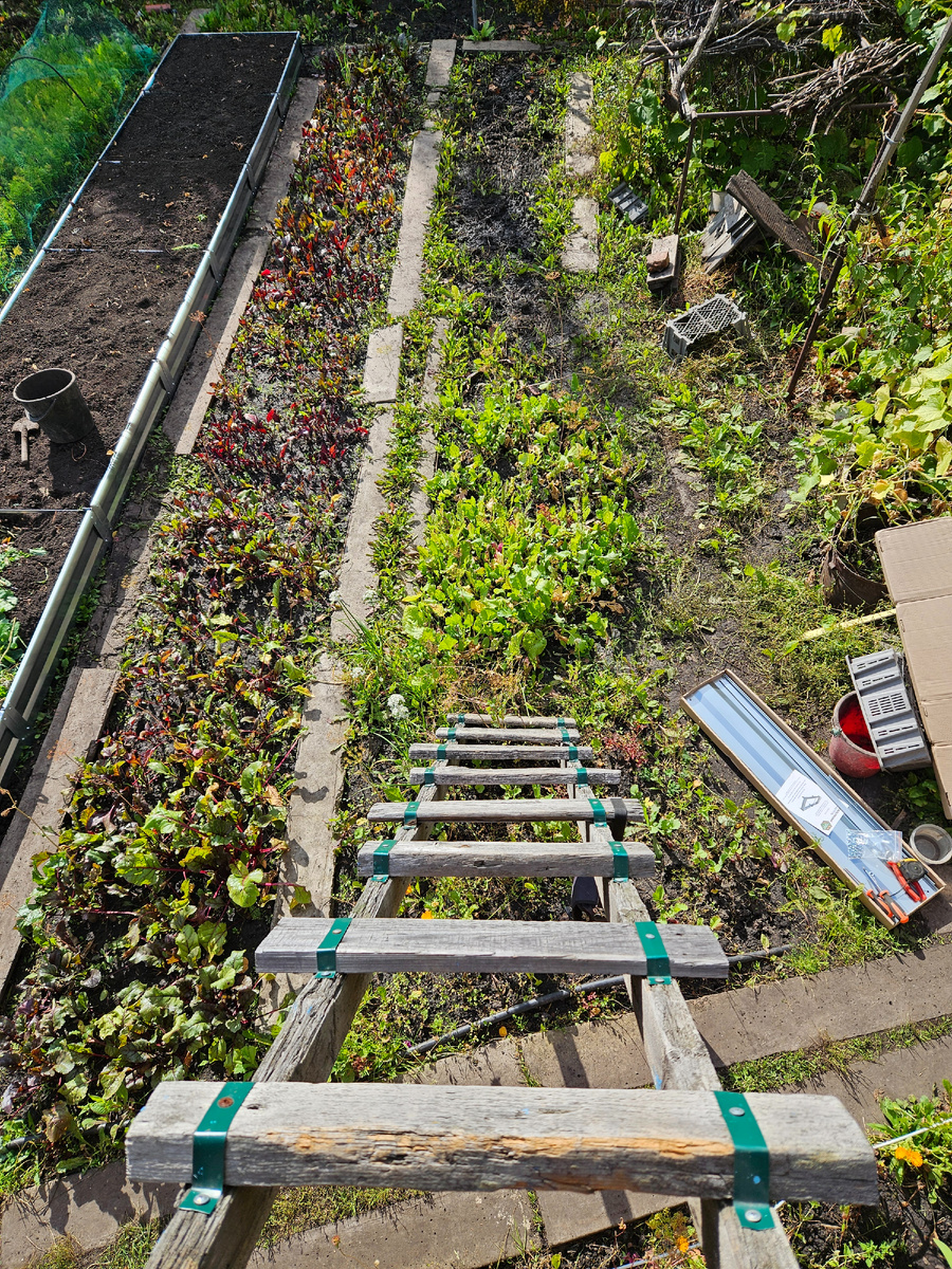 фото: Марина Н. Макарова, Омск, 29 августа 2025.