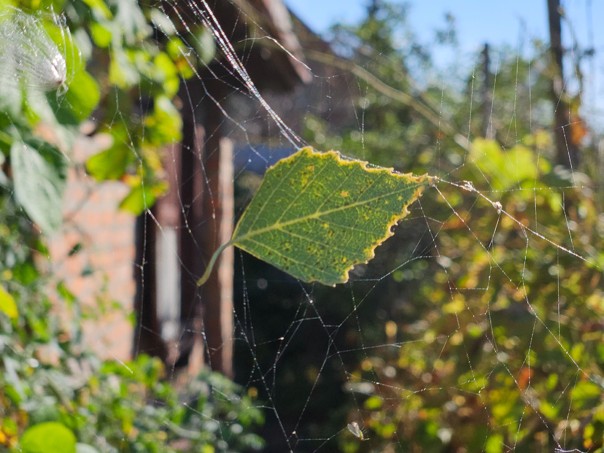 фото: Марина Н. Макарова, Омск, 29 августа 2025.