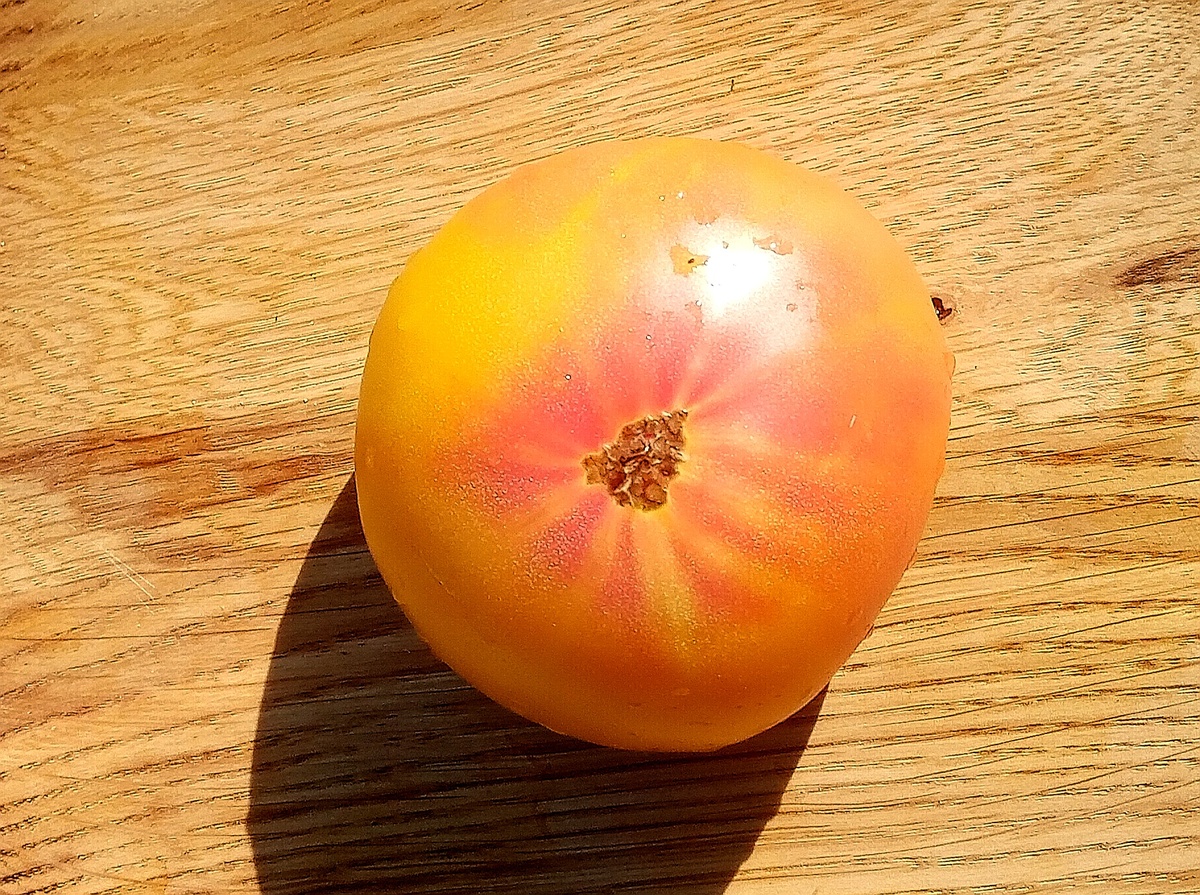 Фото автора от 23.07.2025г. Окраска плода.