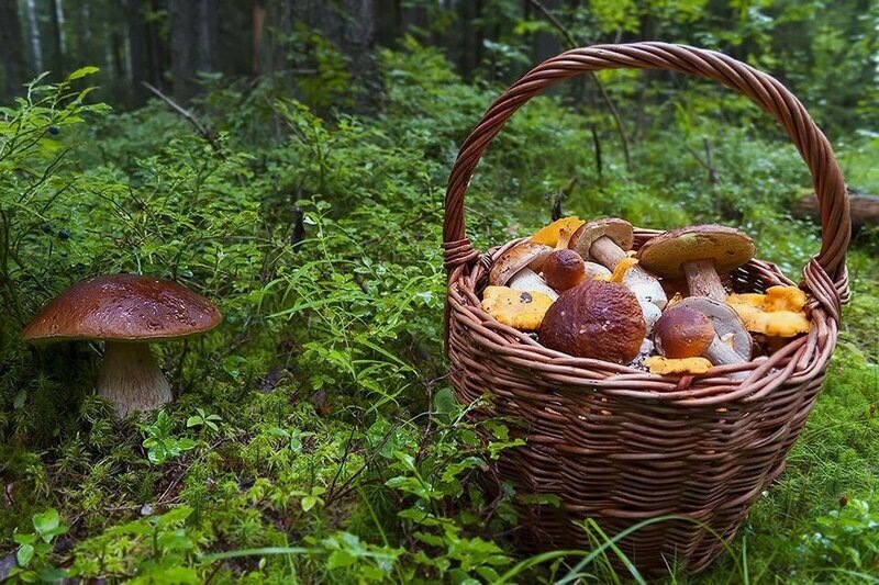 корзинка с грибами осталась наверху