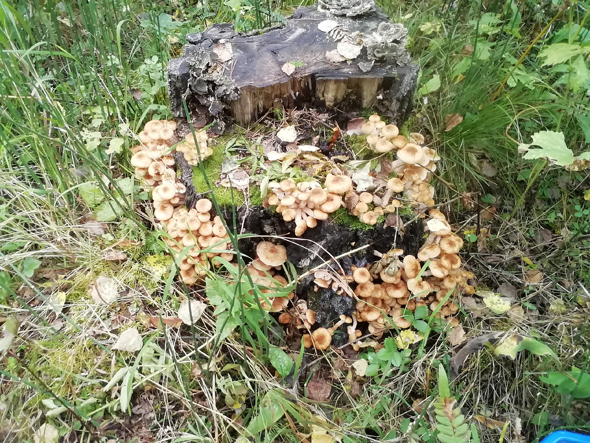 Вот он-заветный пенёк!