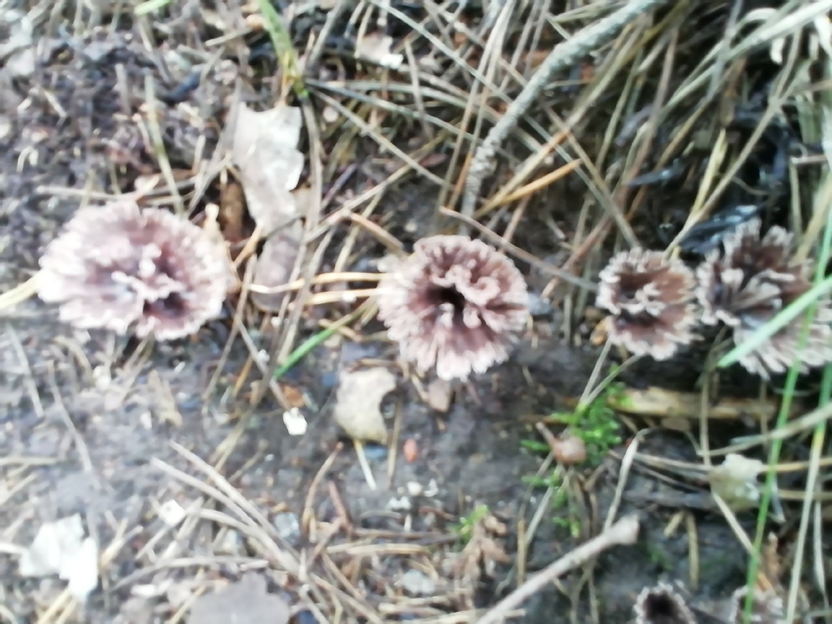 Это тоже грибы- прямо цветочки...