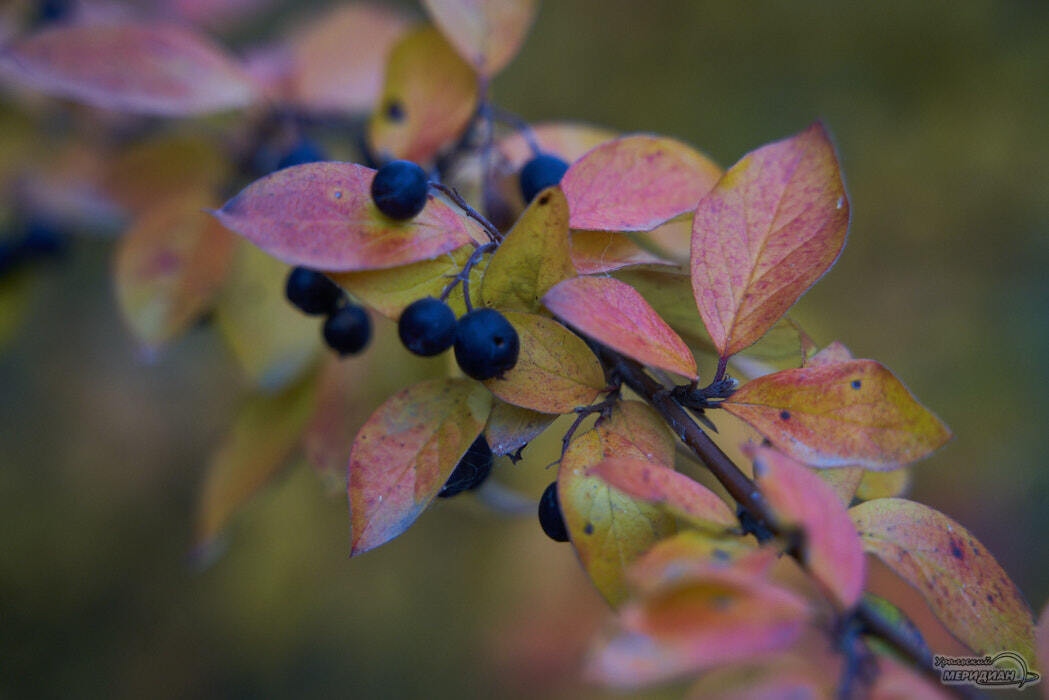    Фото: Лидия Аникина © ИА "Уральский меридиан"