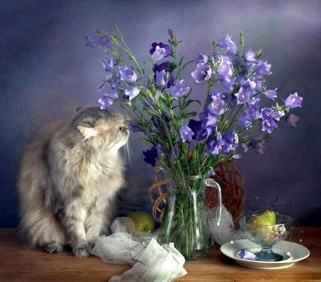 Картинка найдена на просторах интернета, ссылка https://yandex.ru/images/search?from=tabbar&img_url=https%3A%2F%2Fi.pinimg.com%2Foriginals%2Fa8%2F34%2F3f%2Fa8343f812179b5e7bd53274cf0591a19.jpg&lr=47&pos=15&rpt=simage&text=%D1%86%D0%B2%D0%B5%D1%82%D1%8B%20%D0%BA%D1%80%D1%83%D0%BF%D0%BD%D0%BE%20%D1%84%D0%BE%D1%82%D0%BE