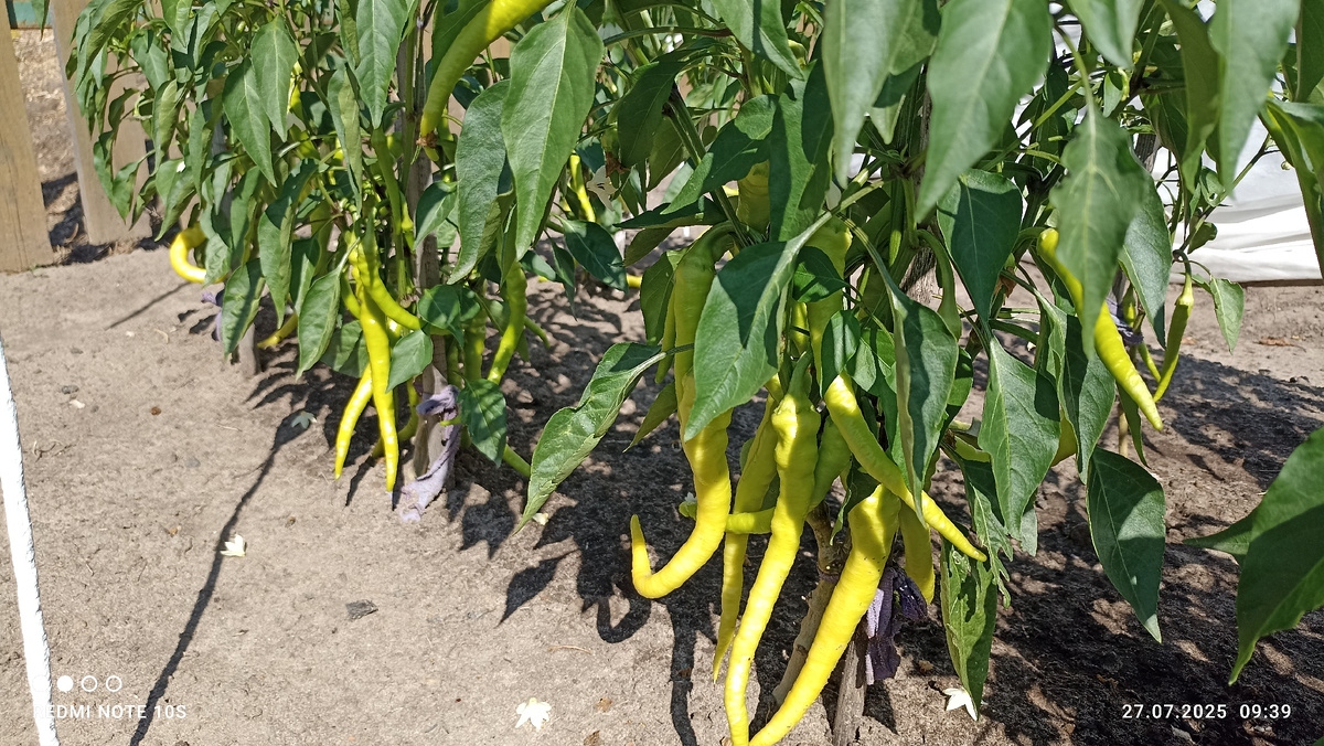 Острый перец ,, Бараний рог ,, на грядке. Фото автора.