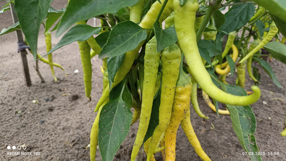 Острый перец ,, Бараний рог ,, на грядке. Фото автора.