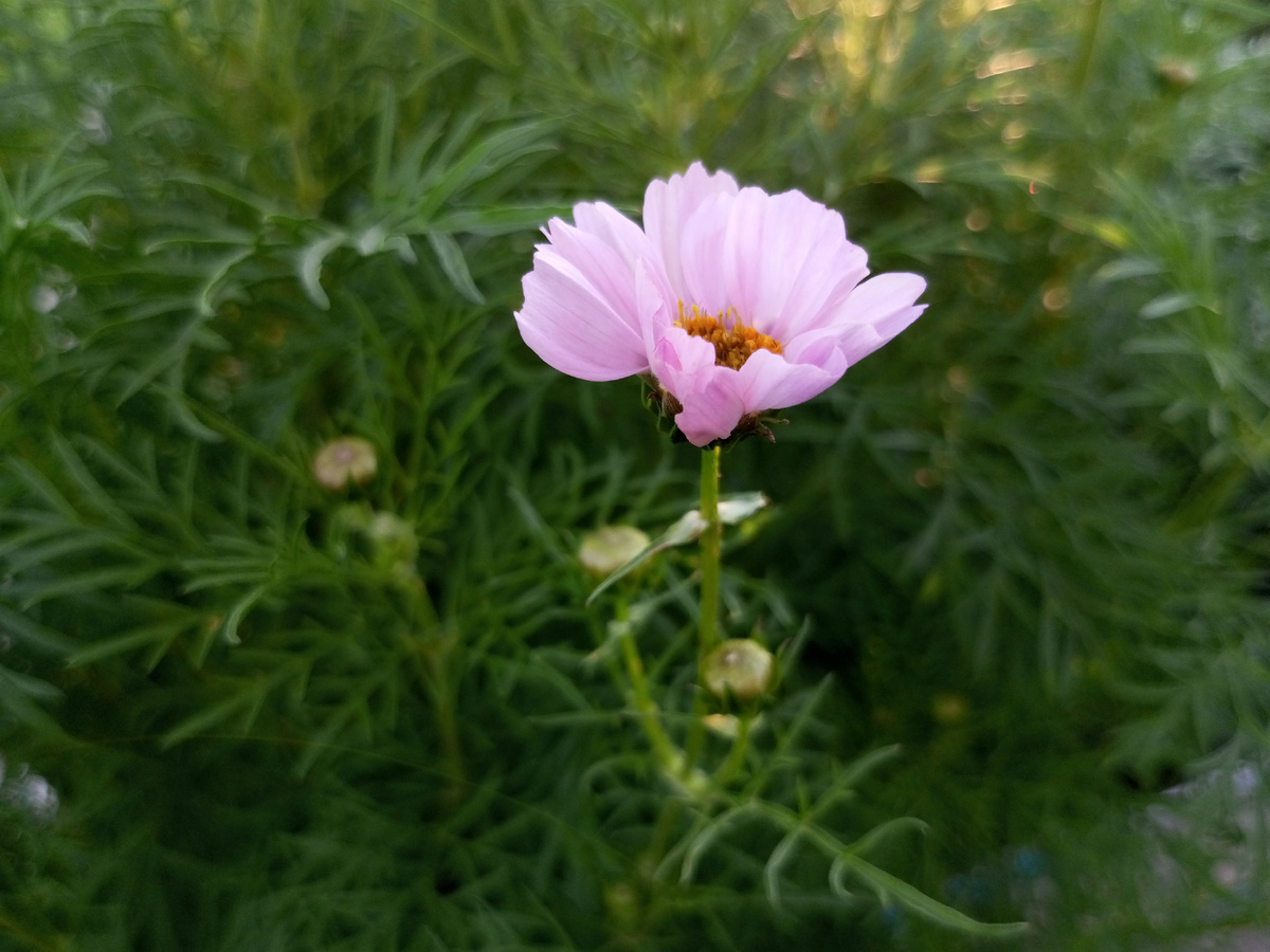 Первая нежная ромашка. Фото автора.