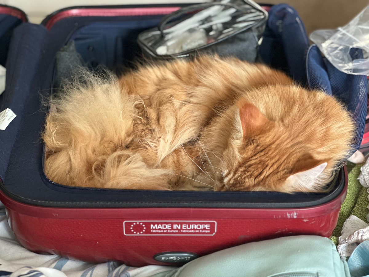 Бастет и чемодан