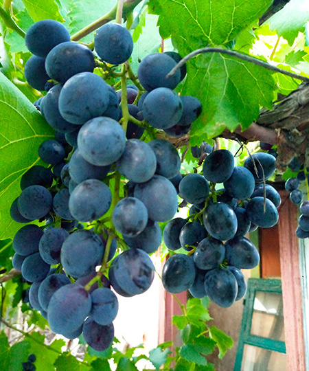 Почему плохо спеет виноград?