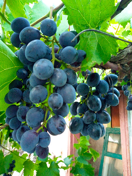 Сфинкс. Выборочно срезаю уже 10 дней.