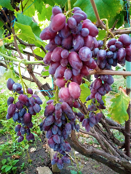 Барин. Выборочная срезка уже 4 дня, хотя г.ф. ранне среднего срока созревания урожая.