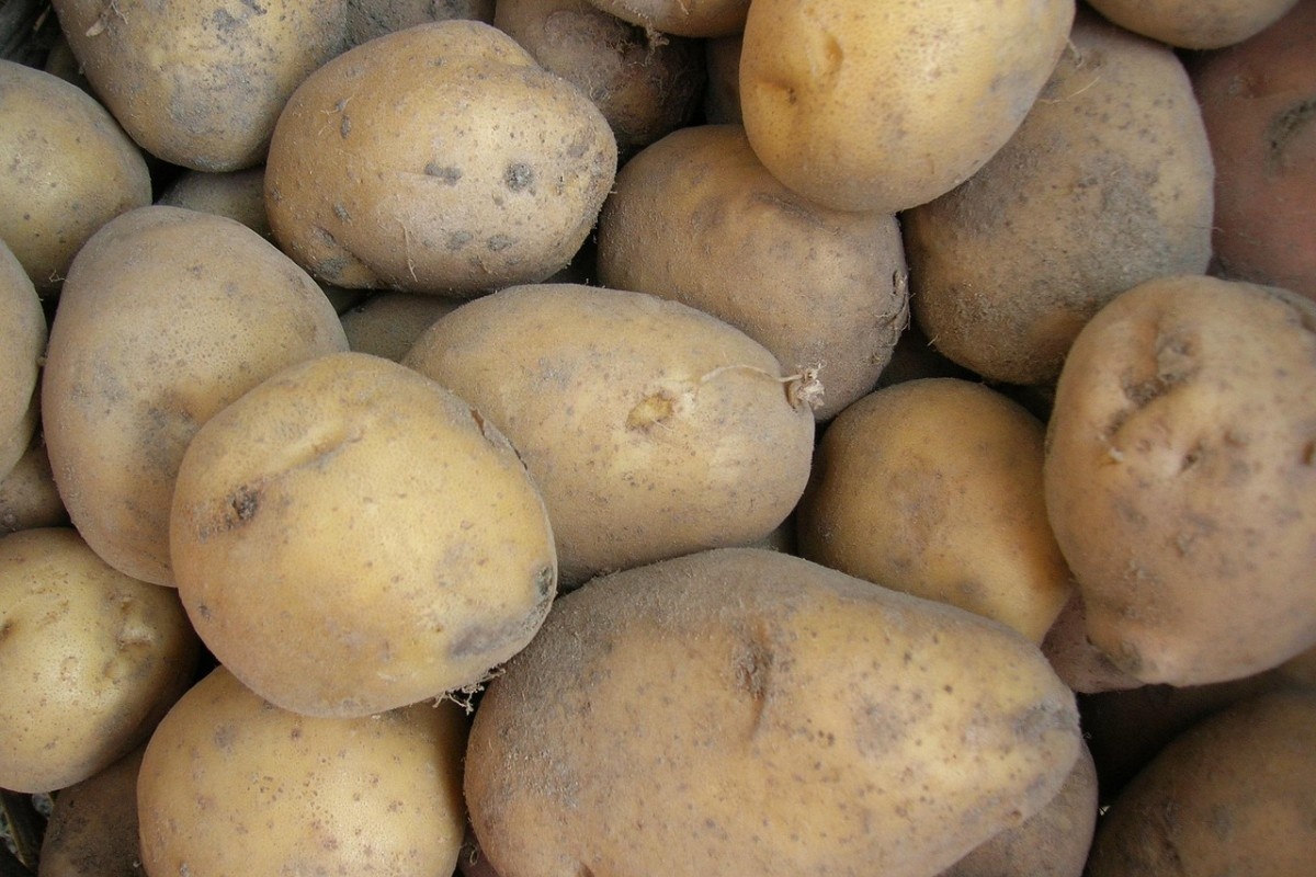    Фото: Pavlofox / Pixabay.com