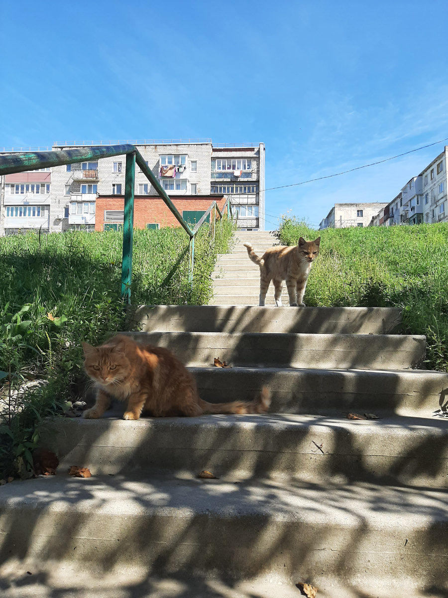 Суровые коты Преображения) 